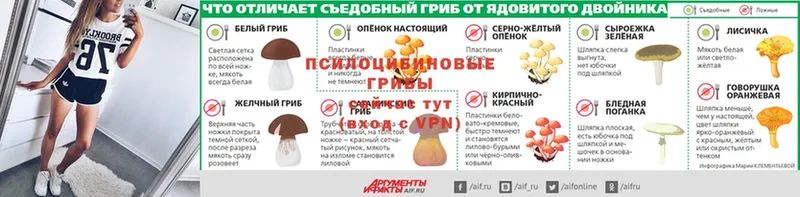 Галлюциногенные грибы Psilocybine cubensis  Нефтекумск 